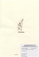 藏品(傘房龍鬚菜)的圖片